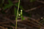 Climbing false buckwheat